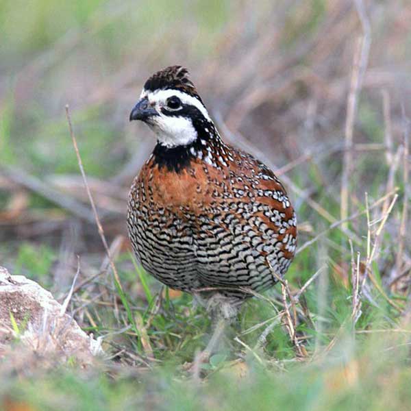 Quail and other birds. Wildlife is one of the greatest sources of enjoyment for a landowner.