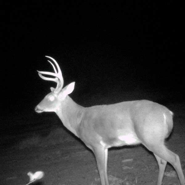 See deer at night. Wildlife is one of the greatest sources of enjoyment for a landowner.