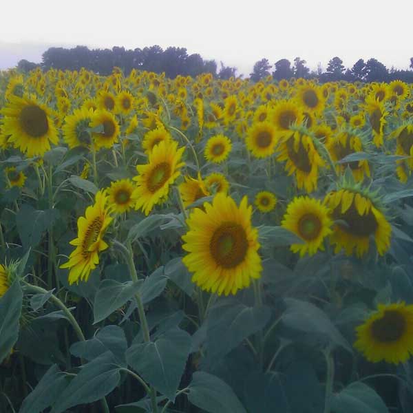 Sunflower field. Wildlife is one of the greatest sources of enjoyment for a landowner.