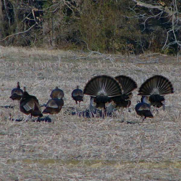 Wild turkeys. Wildlife is one of the greatest sources of enjoyment for a landowner.